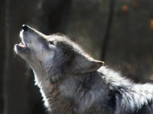 В Смоленском поозерье ликвидировали еще одного волка-убийцу