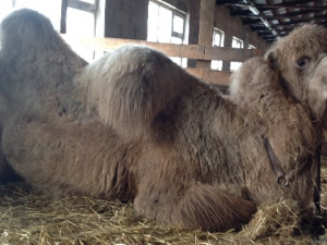 Верблюд Васька, попавший под колеса машины, скончался после операции