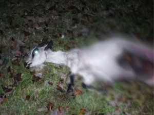 На Смоленщине правоохранительные органы проверяет информацию о нападении собак на козу
