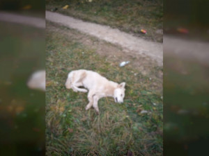 В Смоленской области неизвестные живодёры скинули с балкона собаку