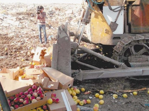 В области уничтожили 39 тонн яблок и томатов