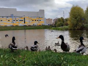 В парке 1100-летия Смоленска снова гибнут утки