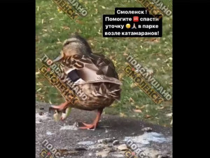 Жители Смоленска призывают работников парка спасти покалеченную утку