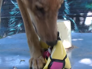 В приюте для животных сняли на видео волков, играющих в футбол