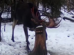 Видео: В Смоленской области лоси не сбросили рога