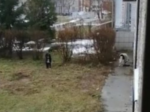 В Десногорске собаки нападают на людей