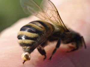 Жители Смоленской области, искусанные пчелами, пожаловались в суд