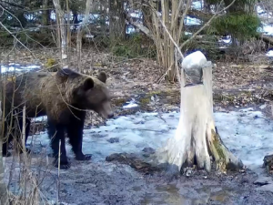 В Смоленской области медведи вышли из спячки
