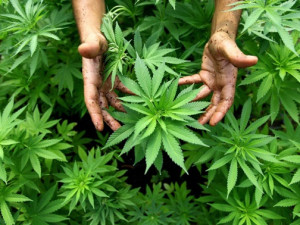 Полиция задержала мужчину, хранившего в личных вещах марихуану