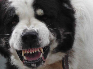 В Смоленске агрессивная собака напала на пожилую женщину с инвалидностью