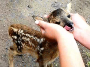 В смоленском приюте для животных загрызли оленёнка