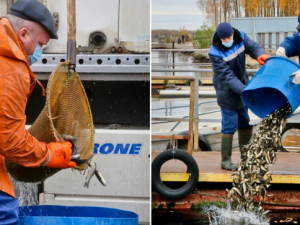В водохранилище смоленской АЭС выпустят более 640 тысяч особей рыб