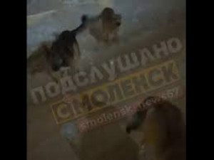 В Смоленске СК инициировал проверку после нападения собак на местного жителя в микрорайоне Королевка