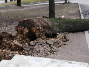 В Смоленске от шквалистого ветра продолжают падать деревья (фото)