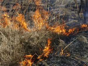 Из-за пала травы в Пржевальском едва не сгорел конный двор