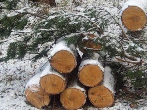 Черный лесоруб напилил дров на 800 тысяч рублей
