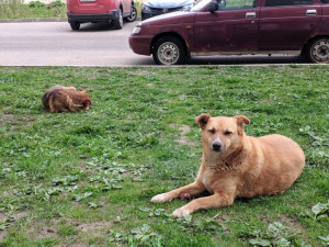 На улице Лавочкина агрессивные собаки наводят шум (фото)