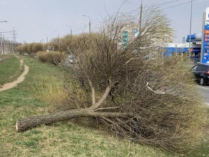 В Заднепровском районе неизвестные вандалы вырубили шаровидные ивы (фото)