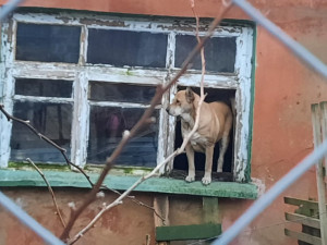 Видео: В частном смоленском приюте для собак рухнула крыша
