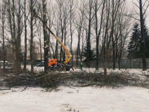 Возле смоленской школы спилили аварийные деревья