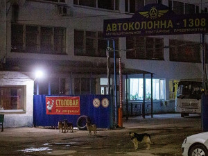 В Смоленске поселившейся у МУПа собаки пугают местных жителей (фото)