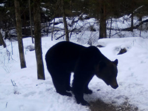 Проснувшегося медведя запечатлели камеры в Смоленском Поозерье
