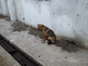 Смолянин окажется на скамье подсудимых за массовое убийство бродячих собак