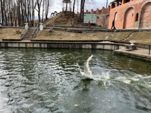 В центральный парк Смоленска вернули лебедей (фото)