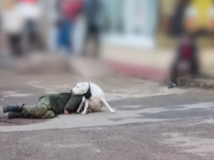 В Смоленске преданный пёс не подпускал медиков к лежащему на асфальте хозяину (видео)