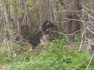 В Смоленской области неизвестный обрек собаку на страшную смерть