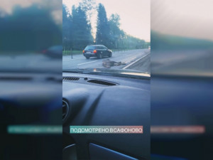 В Смоленской области произошла авария с участием лося (видео)