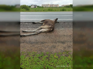 В Смоленской области автомобилист пострадал из-за выбежавшего на дорогу лося
