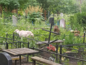 По могилам на смоленском кладбище гуляют козы