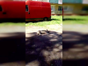 Видео: Под Смоленском местные жители жалуются на свору агрессивных собак