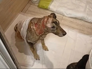 Стало известно состояние собаки, которая выжила после нападения волков