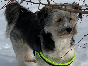 Сергей Неверов рассказал о своей прогулке со спасенным псом