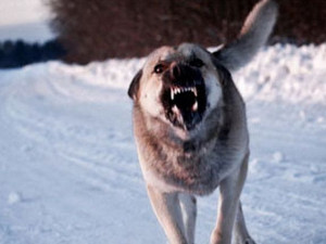 В Десногорске местные жители жалуются на агрессивных бродячих собак