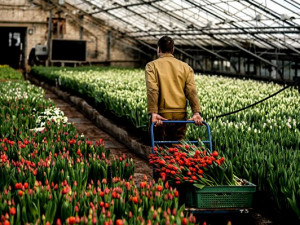 На Смоленщине к Международному женскому дню вырастили полмиллиона тюльпанов
