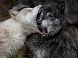 В «Смоленском Поозерье» отрегулируют численность волков