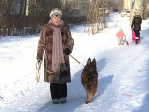 Владельцы собак в Смоленске жалуются на то, что питомцев негде выгуливать