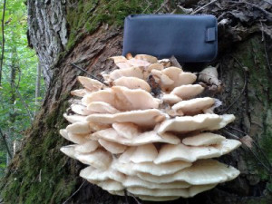 В национальном парке Смоленщины обнаружили новый гриб