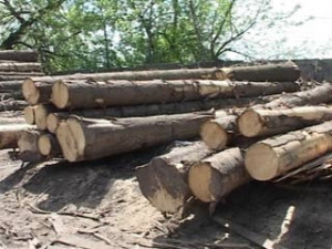 В Смоленском регионе «черному лесорубу» грозит до 6 лет лишения свободы