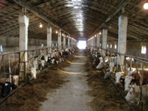 В Краснинском районе за антисанитарию на ферме временно закрыли колхоз