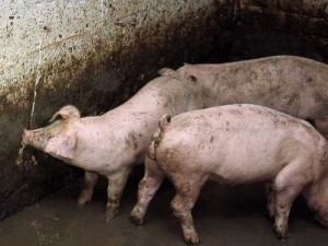 Свиноферму уже второго соцучреждения прикрыли за антисанитарию