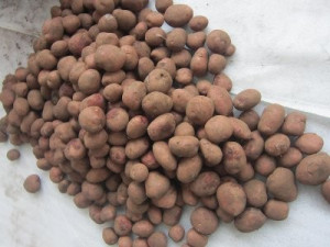 В Рославль привезли 20 тонн гнилого голландского картофеля