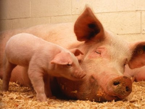 Под страхом африканской чумы запретили убой свиней в отсутствие ветеринаров