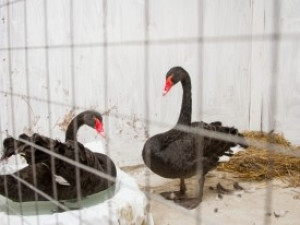 Лебедей из Лопатинского сада поселили в вольер за 50 000 рублей