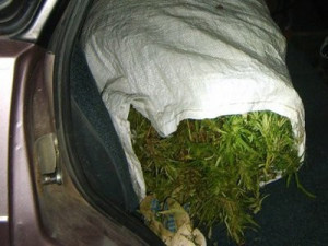 Юнцов, перевозивших марихуану, заподозрили в угоне машины