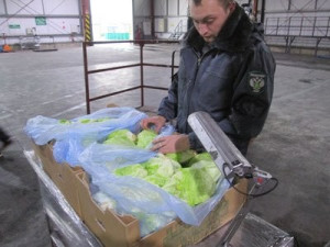 В Испанию вернули 12 тонн зеленого салата, напичканного опасными насекомыми