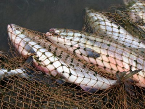 В ходе операции "Путина" у браконьеров отобрали почти тонну рыбы